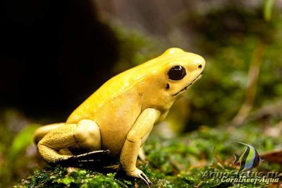 Ужасный листолаз (Phyllobates terribilis)