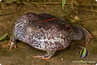 Мексиканская носатая жаба (Rhinophrynus dorsalis)