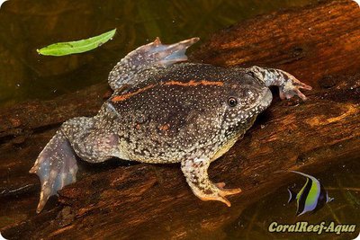 Мексиканская носатая жаба (Rhinophrynus dorsalis)