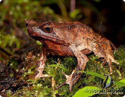 Рогатая горная чесночница (Megophrys montana)