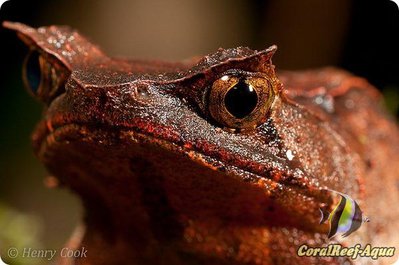 Рогатая горная чесночница (Megophrys montana)