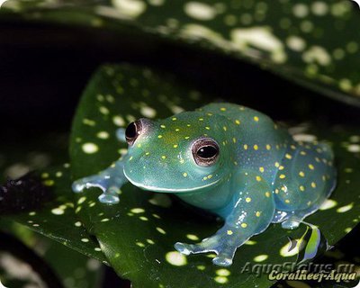 Фото Бахромчатая стеклянная лягушка Cochranella euknemos  (photo#125832)