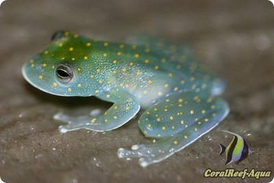 Фото Бахромчатая стеклянная лягушка Cochranella euknemos  (photo#125834)