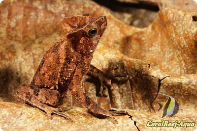 Гребенчатоголовая жаба (Rhinella margaritifera)