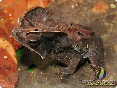 Гребенчатоголовая жаба (Rhinella margaritifera)