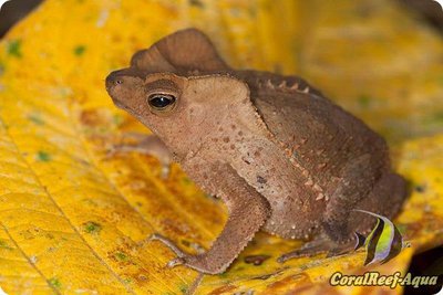 Гребенчатоголовая жаба (Rhinella margaritifera)