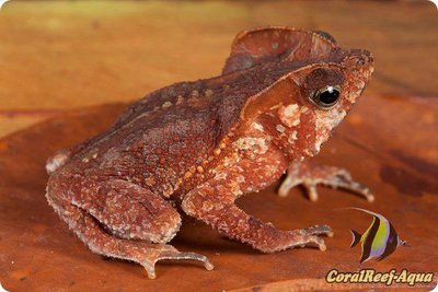 Гребенчатоголовая жаба (Rhinella margaritifera)