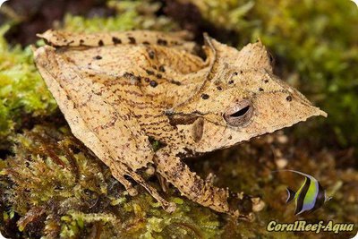 Желторотая квакша (Нemiphractus proboscideus)