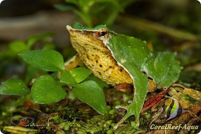 Ринодерма Дарвина (Rhinoderma darwinii)