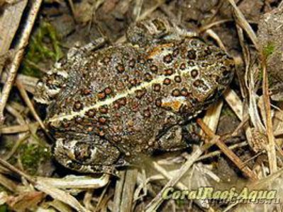 Камышовая жаба (Epidalea calamita)