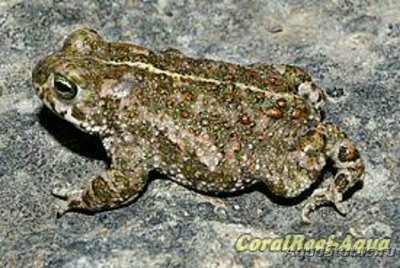 Камышовая жаба (Epidalea calamita)