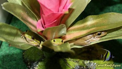 Древесная лягушка бромелия (Bolitoglossa platydactyla)