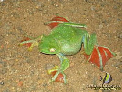 Фото Малабарский веслоног Rhacophorus malaba­ricus  (photo#125877)