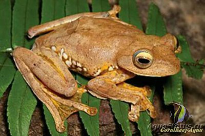 Фото Леопардовый веслоног , или борнеоская ле­тающая лягушка Rha­­cophorus pardalis  (photo#125878)