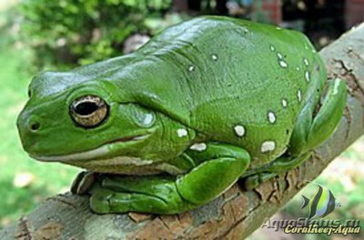 Коралловопалая лито­рия , или коралловоп­алая квакша (Litoria caerulea)