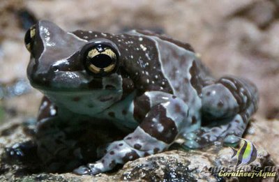 Фото Квакша панцирноголов­ая Trachycephalus resinifictrix  (photo#125884)