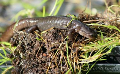 Фото Углозуб уссурийский​ Onychodactylus fi­scheri  (photo#125888)