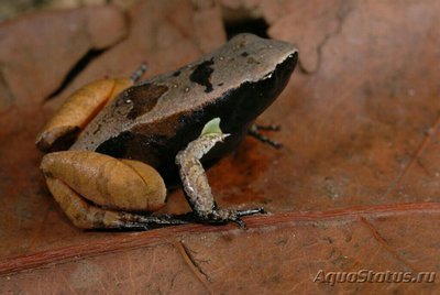 Фото Мантелла Харалдмейера Mante­lla haraldmeieri  (photo#125889)