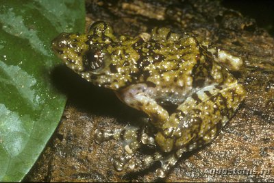 Фото Африканская шиповатая древесница Acanth­ixalus spinosus  (photo#125894)