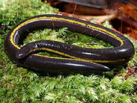 Фото Широкополосый рыбозмей Broad-striped Caecilian Caudacaecilia asplenia  (photo#125896)