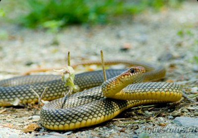 Фото Полоз желтобрюхий, или каспийский полоз Dolichophis caspius  (photo#125905)