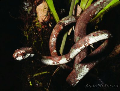 Фото Змея ремневидная Ap­lopeltura boa  (photo#125976)