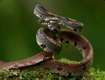 Фото Бойга борнейская​ Boiga barnesii  (photo#125977)