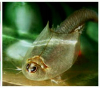 Фото Щитень летний, или обыкновенный Triops canciformis  (photo#125979)