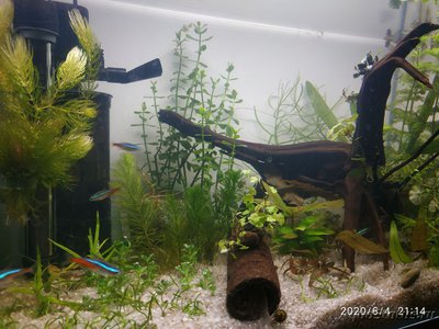Мой аквариум 37 литров (AnnaS)