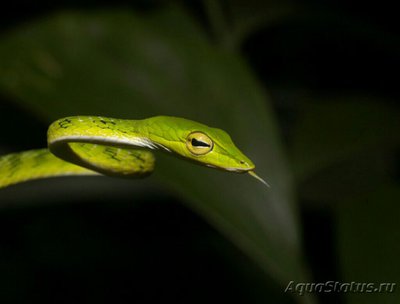 Фото Змея плетевидная - желтобрюхая​ Ahaetul­­la mycterizans  (photo#126007)