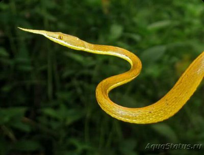 Фото Змея мадагаскарская - листоносая​ Langa­ha madagascariensis  (photo#126035)