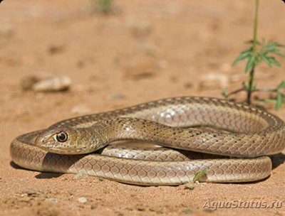 Фото Змея оливковая песч­аная Psammophis mos­sambicus  (photo#126040)