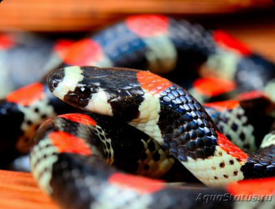 Фото Сколекофикс чернопоя­сный Scolecophis at­rocinctus  (photo#126043)