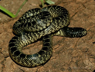 Фото Змея королевская - великолепная​ Lampr­opeltis getula splen­dida  (photo#126080)