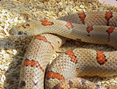 Фото Змея королевская Тэй­­ера​ Lampropeltis mexicana thayeri  (photo#126081)