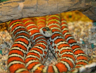 Фото Змея королевская ,, Горная кноблоха Lampropeltis pyromelana knoblochi  (photo#126083)