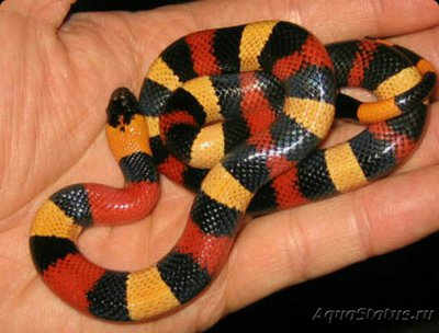 Фото Змея молочная Кэмпбелла  Lampropeltis triangulum campbelli  (photo#126086)