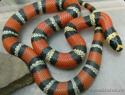 Фото Змея гондурасская молочная Lampropeltis triangulum hondurensis  (photo#126088)