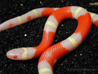 Фото Змея молочная ,, Нел­ьсони-альбинос​ L­ampropeltis triangul­um nelsoni albino  (photo#126094)