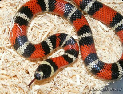 Фото Змея молочная​ Стю­арта​ Lampropeltis triangulum stuarti  (photo#126096)