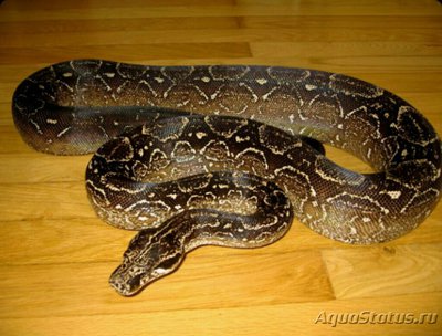 Фото Удав аргентинский​ ​ Boa constrictor oc­cidentalis  (photo#126140)