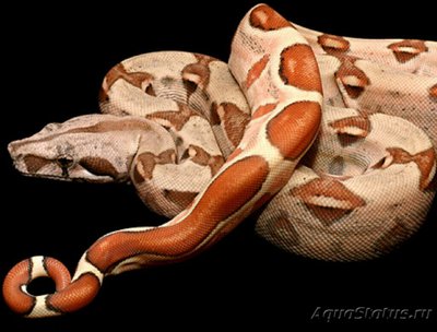 Фото Удав​ Салмон​ Boa constrictor Salmon  (photo#126154)