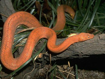 Удав кубинский земля­ной​ (Tropidophis me­lanurus)