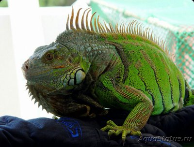 Фото Игуана зеленая​ Igu­ana Iguana  (photo#126191)