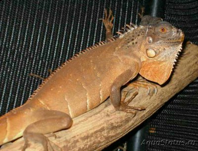 Игуана зеленая ,, Кр­асная морфа " (Iguana Iguana red morph)