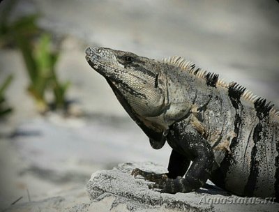 Фото Игуана мексиканская черная​ Сtenosaura pectinata  (photo#126209)