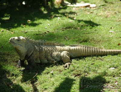 Фото Игуана кольцехвостая​ Cyclura ricordi  (photo#126211)