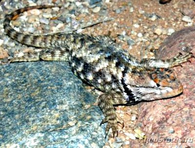 Фото Игуана заборная пуст­ынная​ Sceloporus magister  (photo#126213)