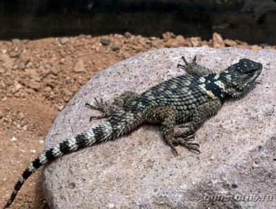 Фото Игуана заборная Пуан­сета​ Sceloporus po­insettii  (photo#126215)