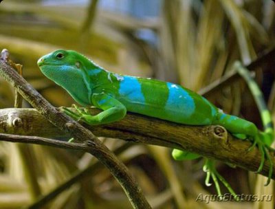 Фото Игуана полосатая фид­жийская​ Brachyloph­us fasciatus  (photo#126218)